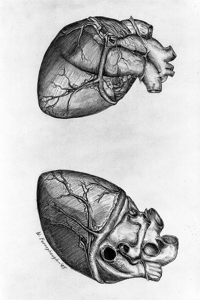 Drawing heart (1945) by N. Ferneyhough. Original image from National Museum of Health and Medicine. Digitally enhanced by…