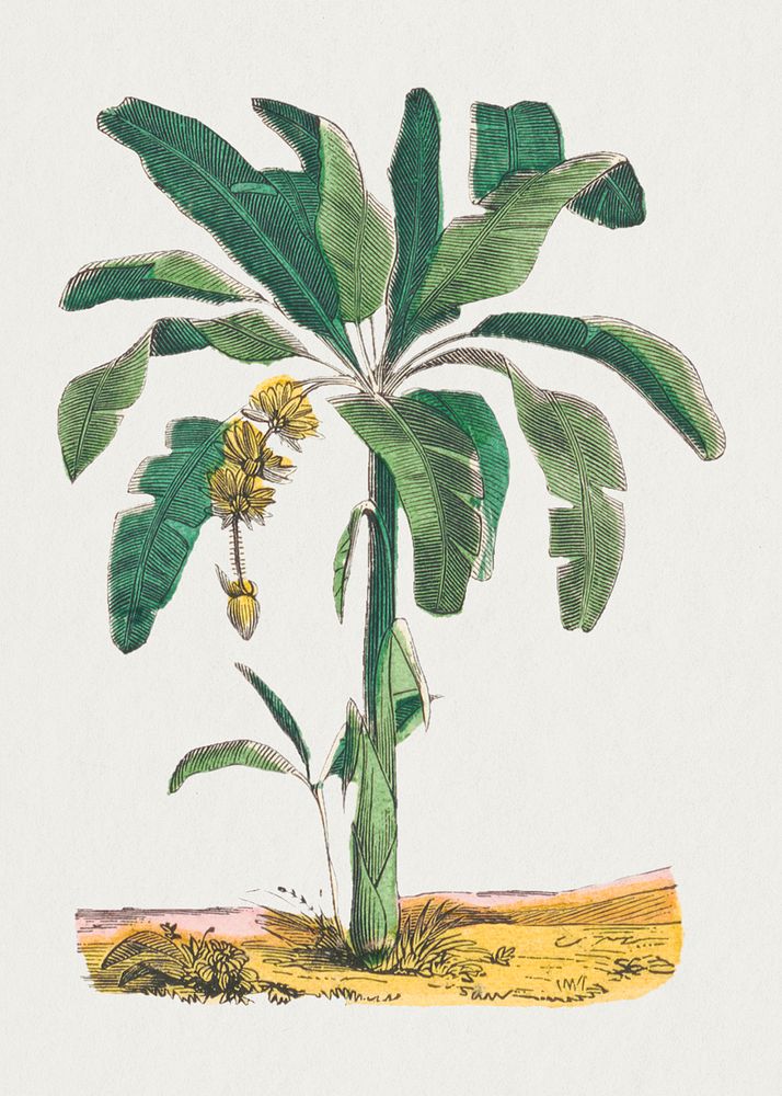 Banana tree psd botanical art print, remix from artworks by by Marcius Willson and N.A. Calkins