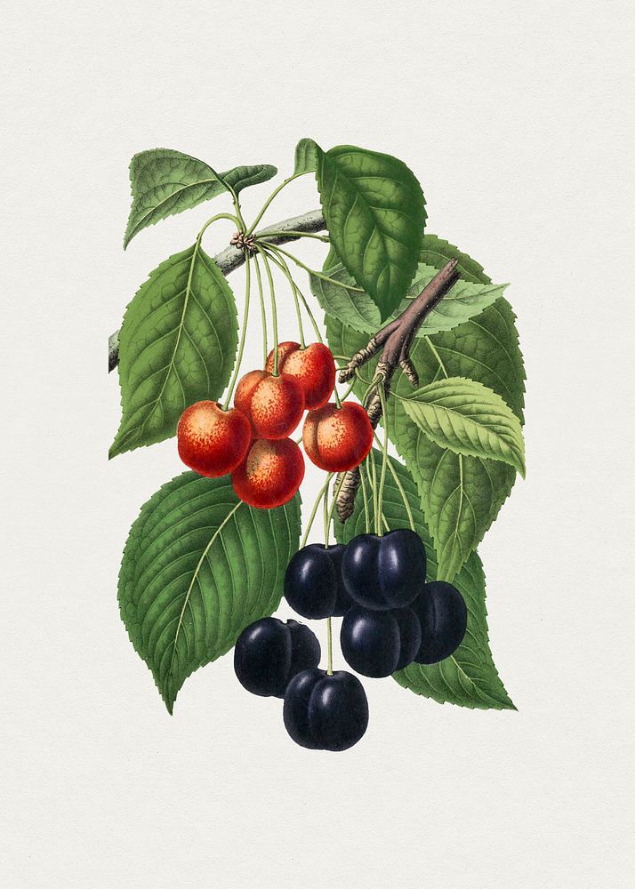 Hand drawn cherries. Original from Biodiversity Heritage Library. Digitally enhanced by rawpixel.