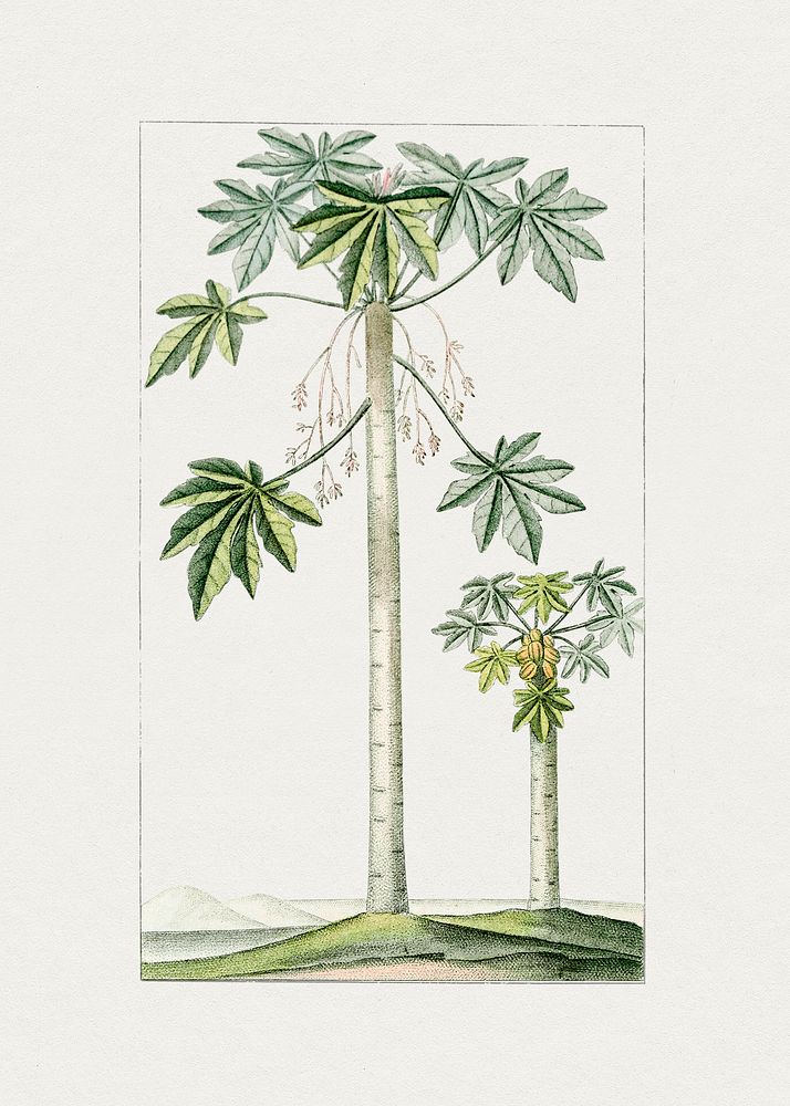 Vintage papaya tree. Original from Biodiversity Heritage Library. Digitally enhanced by rawpixel.