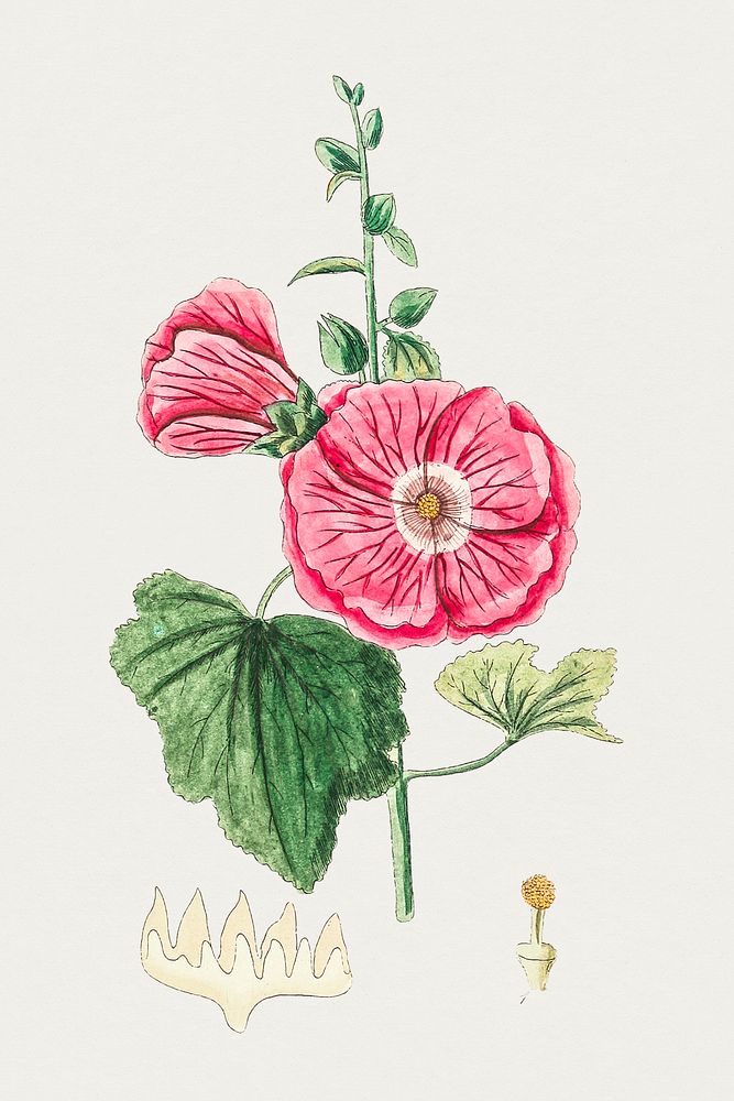 Vintage red hollyhock flower. Original from Biodiversity Heritage Library. Digitally enhanced by rawpixel.