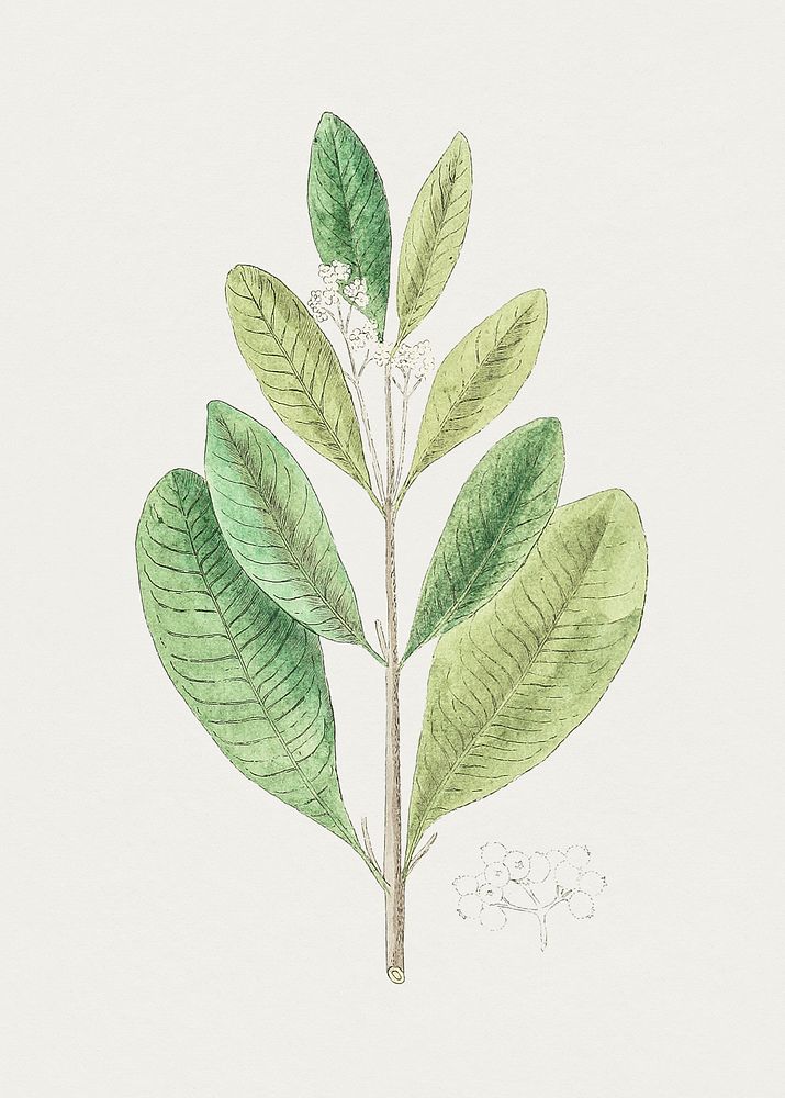 Hand drawn allspice leaves. Original from Biodiversity Heritage Library. Digitally enhanced by rawpixel.