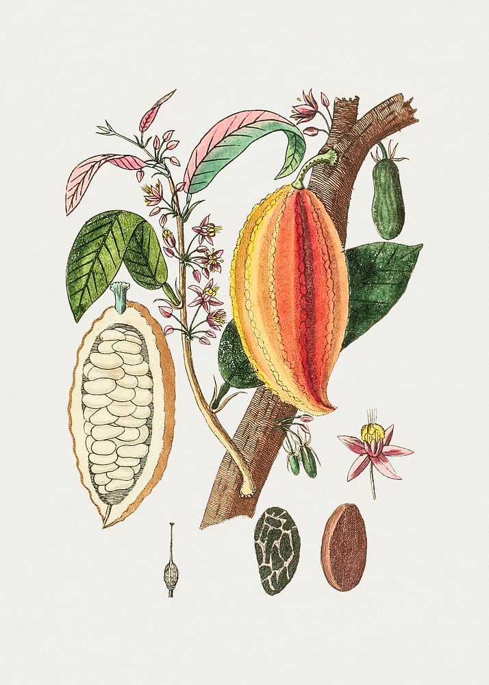 Hand drawn cacao. Original from Biodiversity Heritage Library. Digitally enhanced by rawpixel.