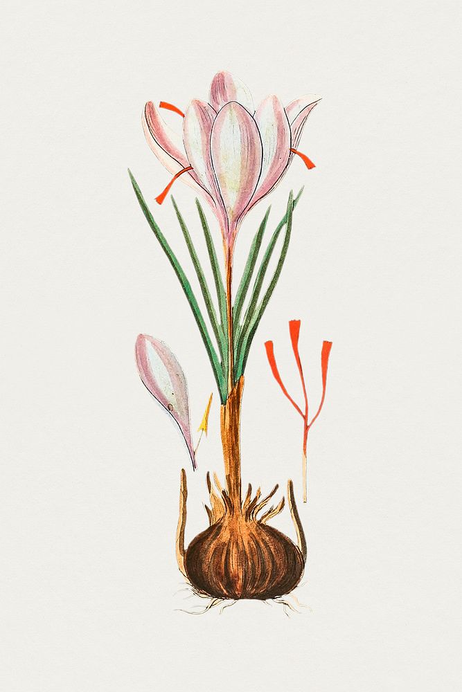 Vintage pink saffron crocus. Original from Biodiversity Heritage Library. Digitally enhanced by rawpixel.