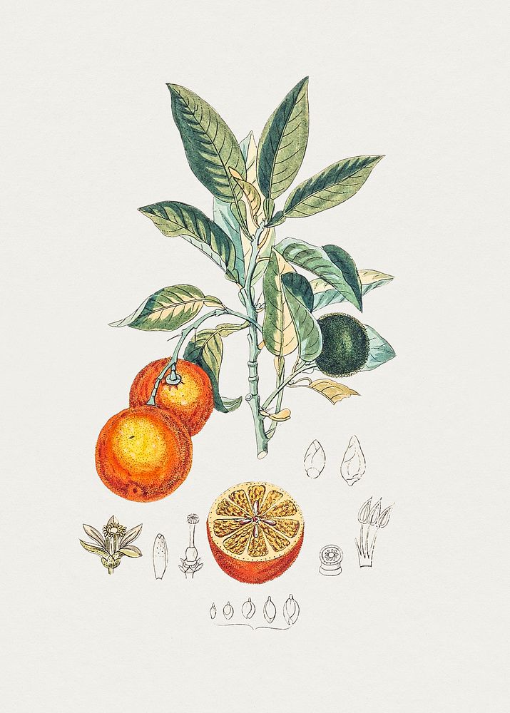 Hand drawn bitter orange. Original from Biodiversity Heritage Library. Digitally enhanced by rawpixel.