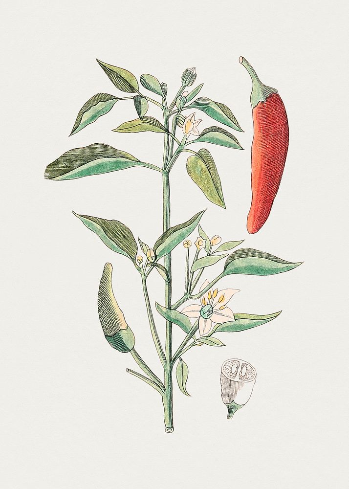 Hand drawn chili. Original from Biodiversity Heritage Library. Digitally enhanced by rawpixel.
