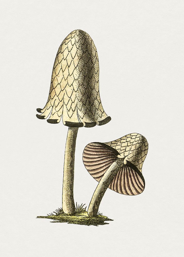 Vintage inky cap edible mushroom. Original from Biodiversity Heritage Library. Digitally enhanced by rawpixel.
