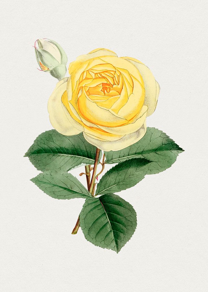 Hand drawn yellow rose. Original from Biodiversity Heritage Library. Digitally enhanced by rawpixel.
