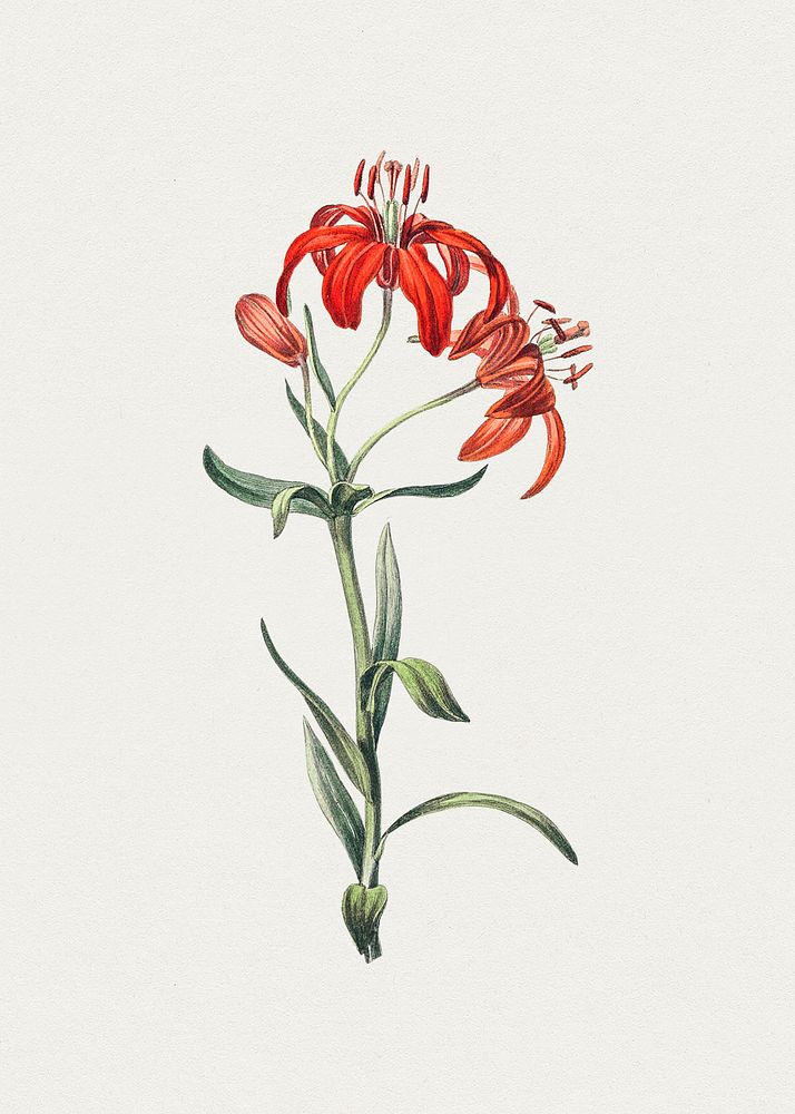 Hand drawn red lily. Original from Biodiversity Heritage Library. Digitally enhanced by rawpixel.