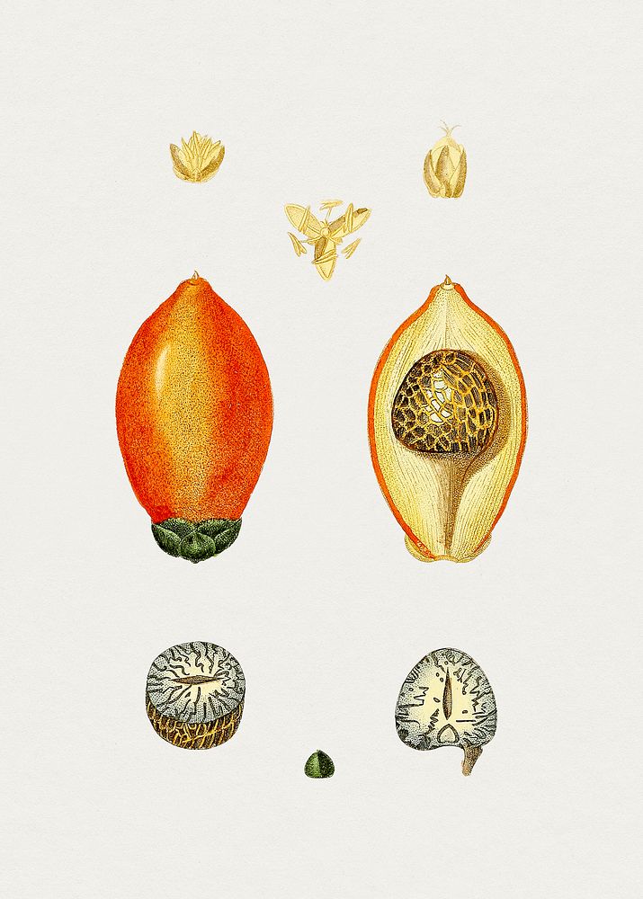 Hand drawn areca nuts. Original from Biodiversity Heritage Library. Digitally enhanced by rawpixel.