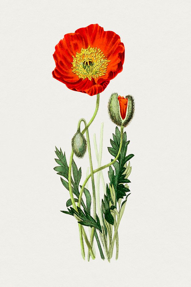 Hand drawn red poppy. Original from Biodiversity Heritage Library. Digitally enhanced by rawpixel.