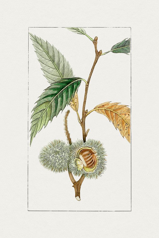 Hand drawn fresh chestnut. Original from Biodiversity Heritage Library. Digitally enhanced by rawpixel.