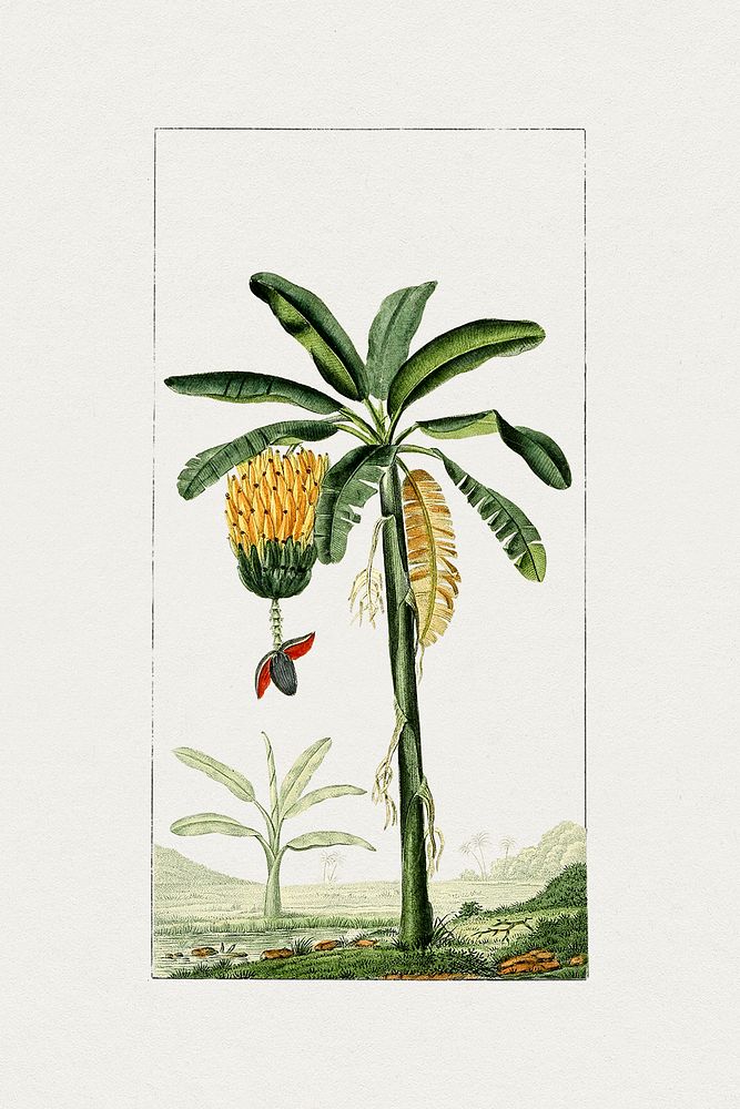 Hand drawn banana tree. Original from Biodiversity Heritage Library. Digitally enhanced by rawpixel.