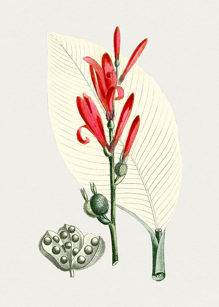 Vintage red buckeye flower. Original from Biodiversity Heritage Library. Digitally enhanced by rawpixel.