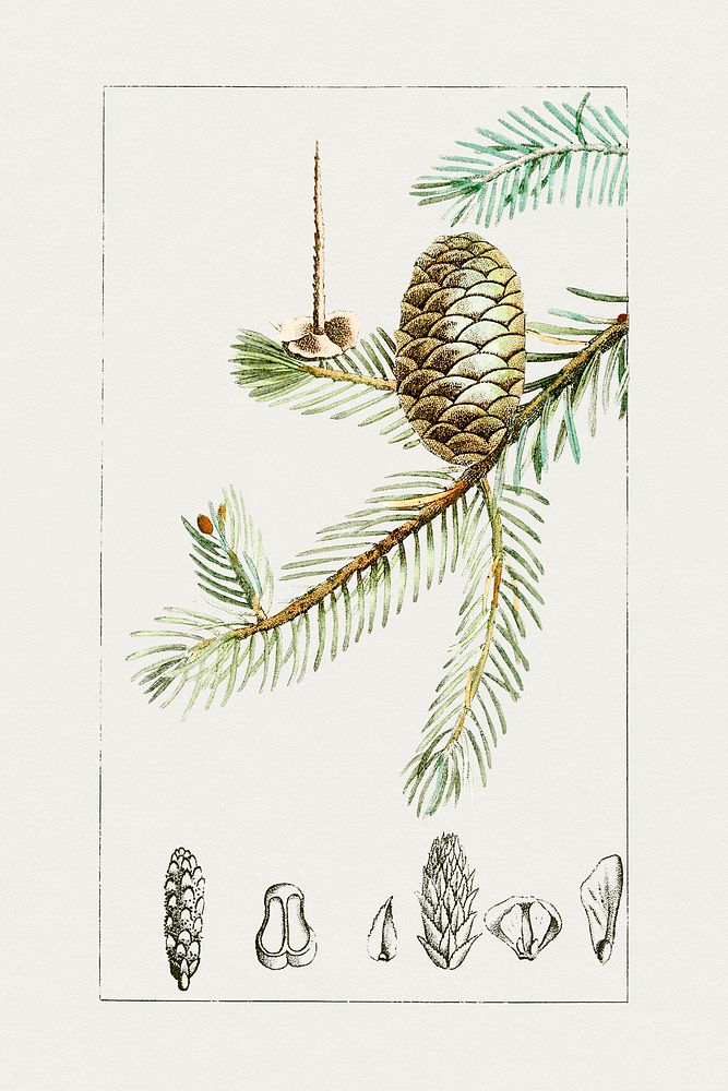 Hand drawn balsam fir. Original from Biodiversity Heritage Library. Digitally enhanced by rawpixel.
