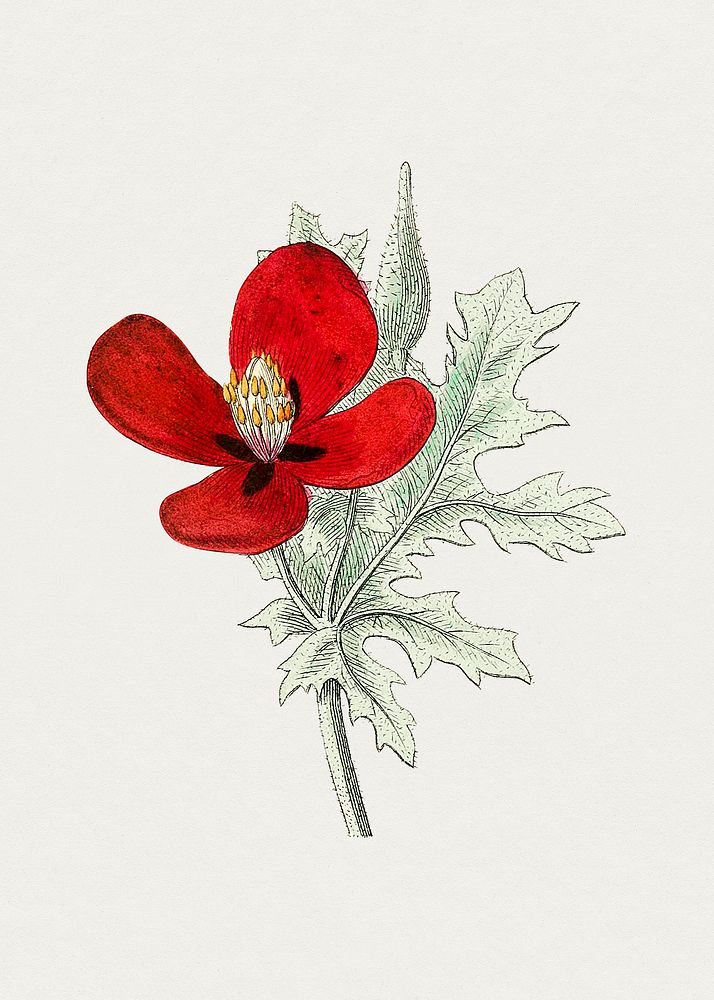 Hand drawn red horned-poppy. Original from Biodiversity Heritage Library. Digitally enhanced by rawpixel.