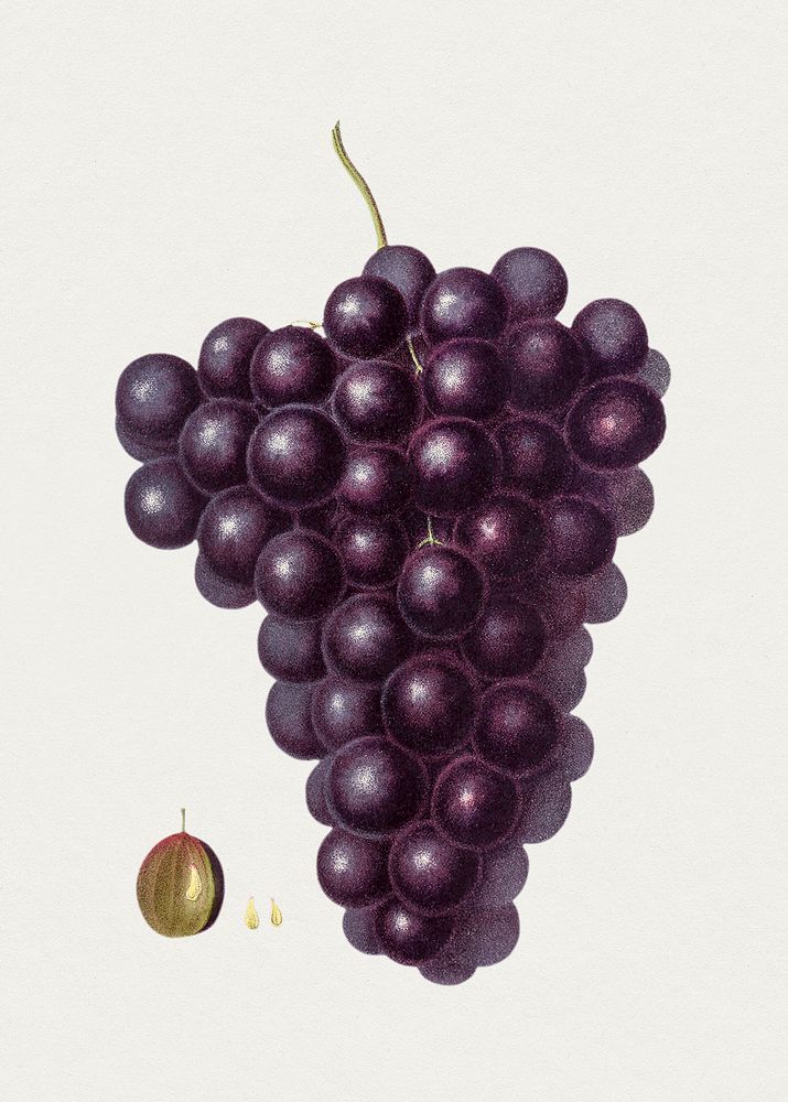Hand drawn grapes. Original from Biodiversity Heritage Library. Digitally enhanced by rawpixel.