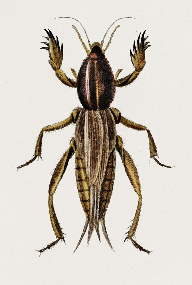 Australian Crickets (Gryllotalpa mitidula) illustrated by Charles Dessalines D' Orbigny (1806-1876). Digitally enhanced from…