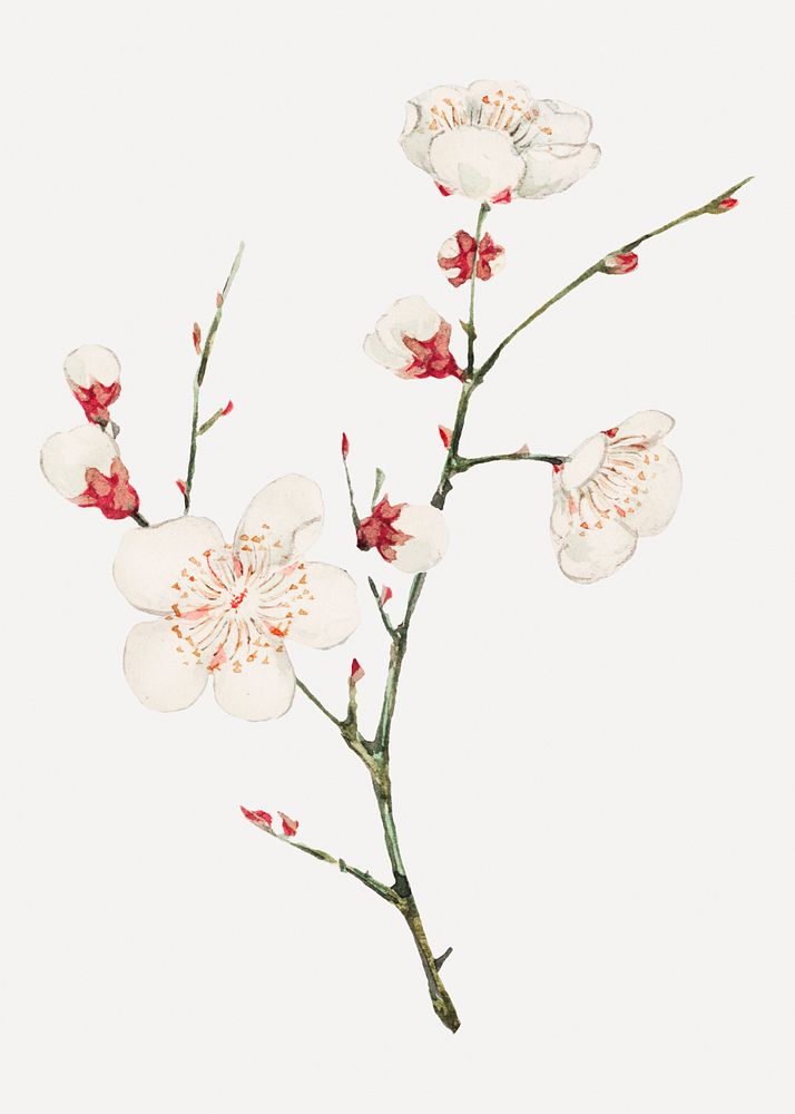 Vintage Japanese plum blossom psd art print, remix from artworks by Megata Morikaga