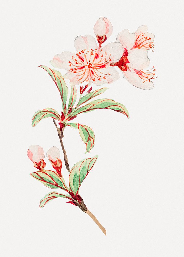Vintage Japanese cherry blossoms psd art print, remix from artworks by Megata Morikaga