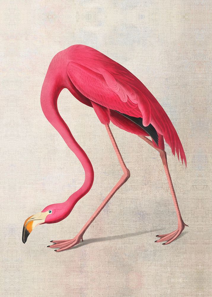 Flamingo clipart from John James Audubon's American Flamingo, tropical drawing psd, remastered by rawpixel