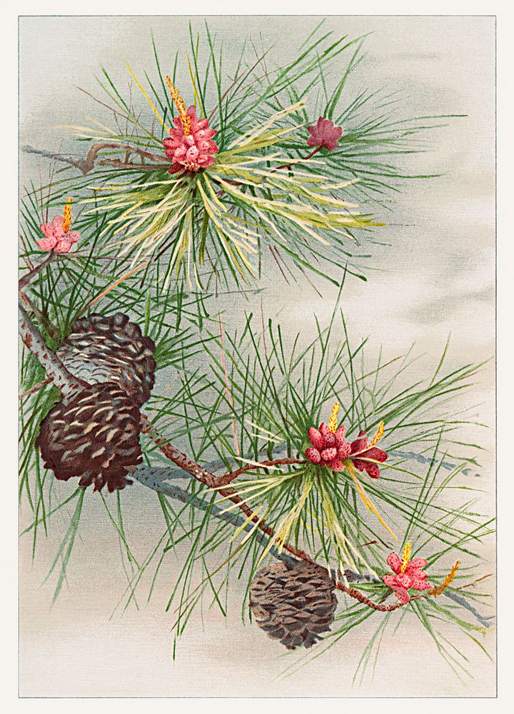 Birthday card depicting pines and flower (1885) from The Miriam and Ira D. Wallach Division of Art, Prints and Photographs:…