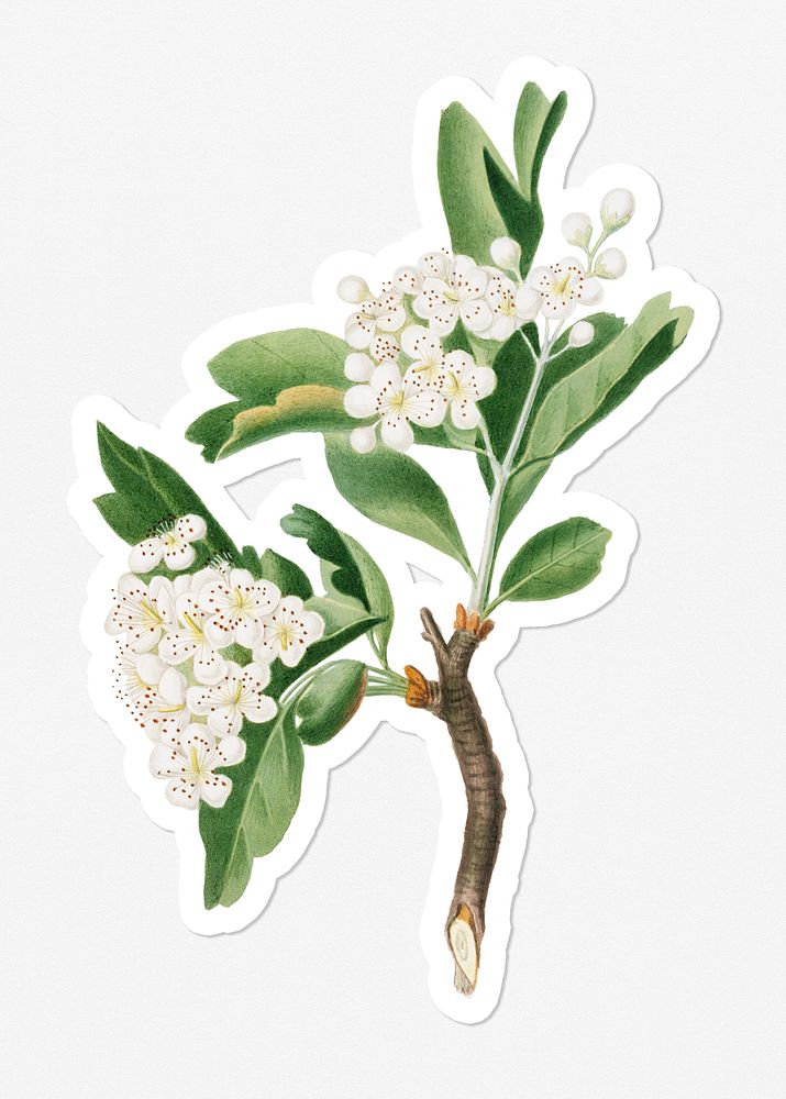 Hand drawn hawthorn flower branch sticker with a white border