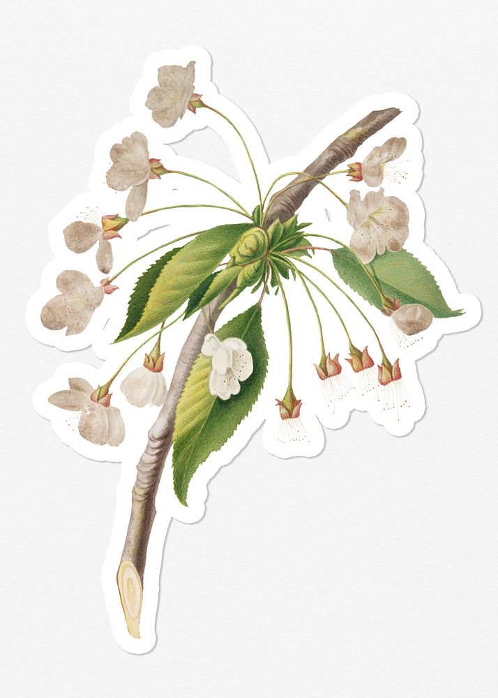 Hand drawn cherry plum flower branch sticker with a white border