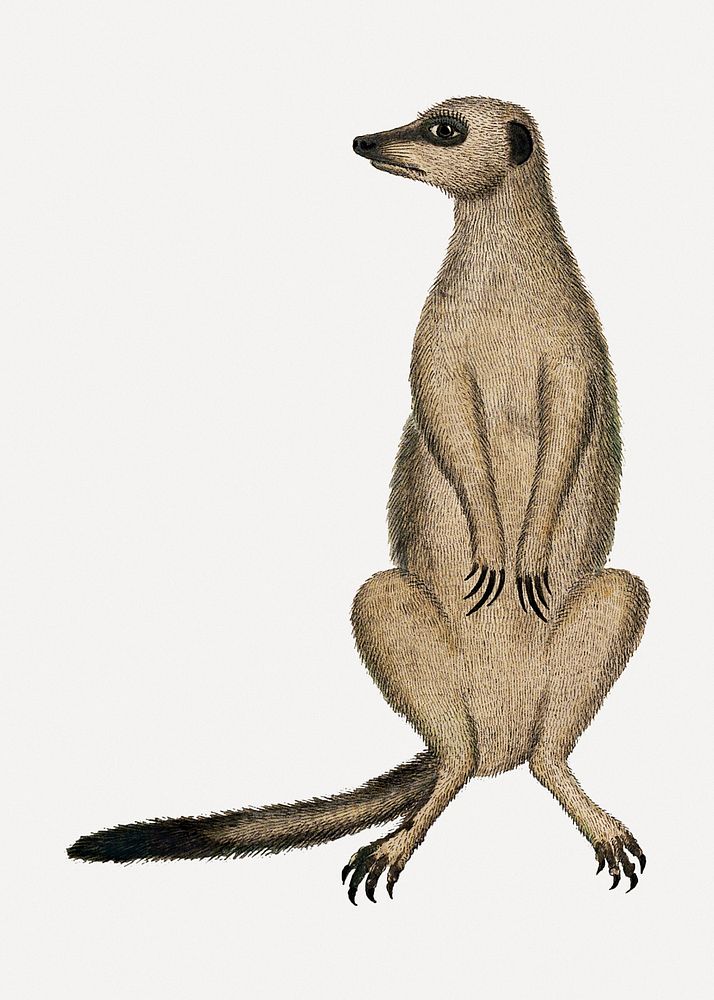 Meerkat psd antique watercolor animal illustration, remixed from the artworks by Robert Jacob Gordon