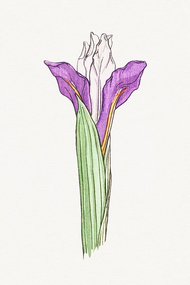 Vintage iris flower illustration design element