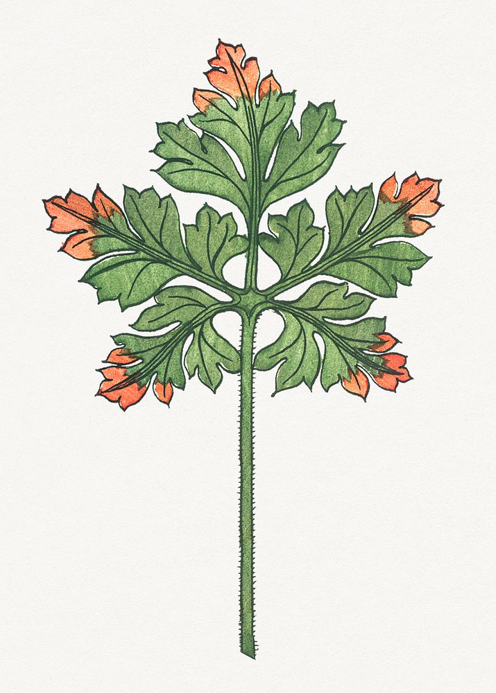 Vintage geranium leaf design element