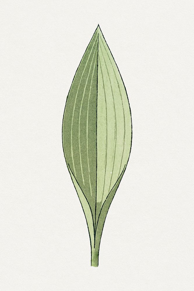 Vintage lily of the valley leaf design element