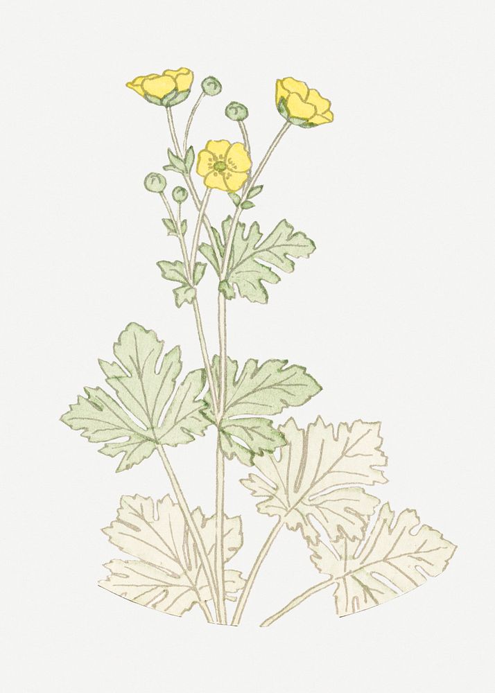 Vintage buttercup flower design element
