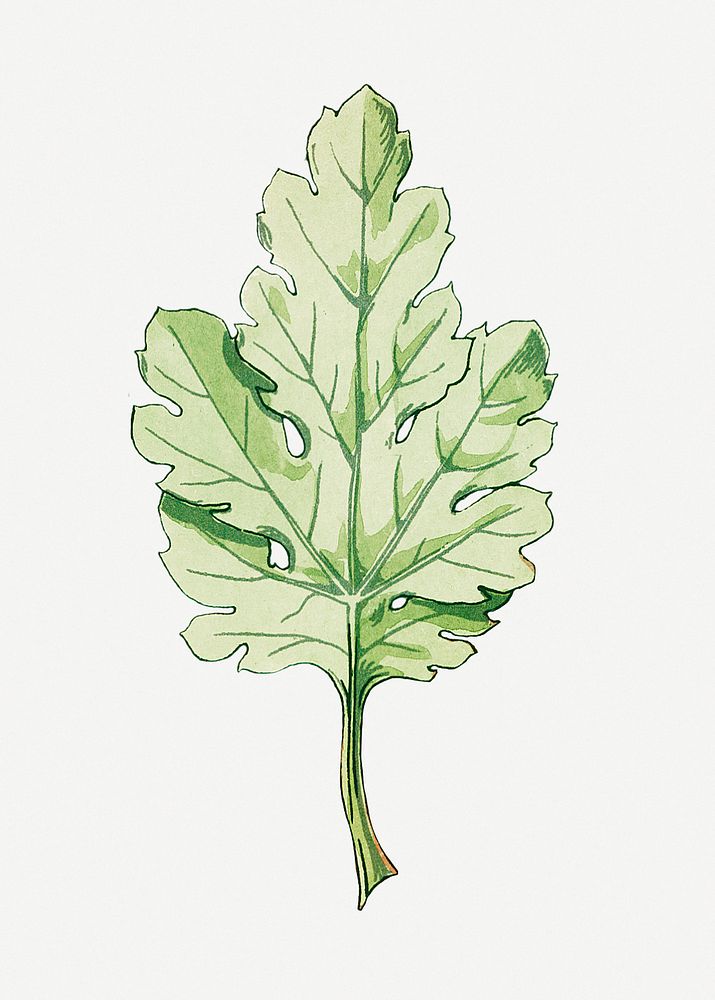 Vintage chrysanthemum leaf design element