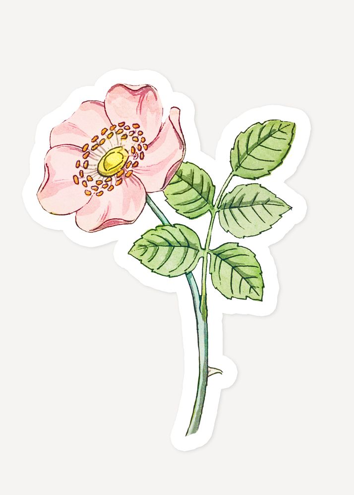 Vintage wild rose flower sticker with white border design element