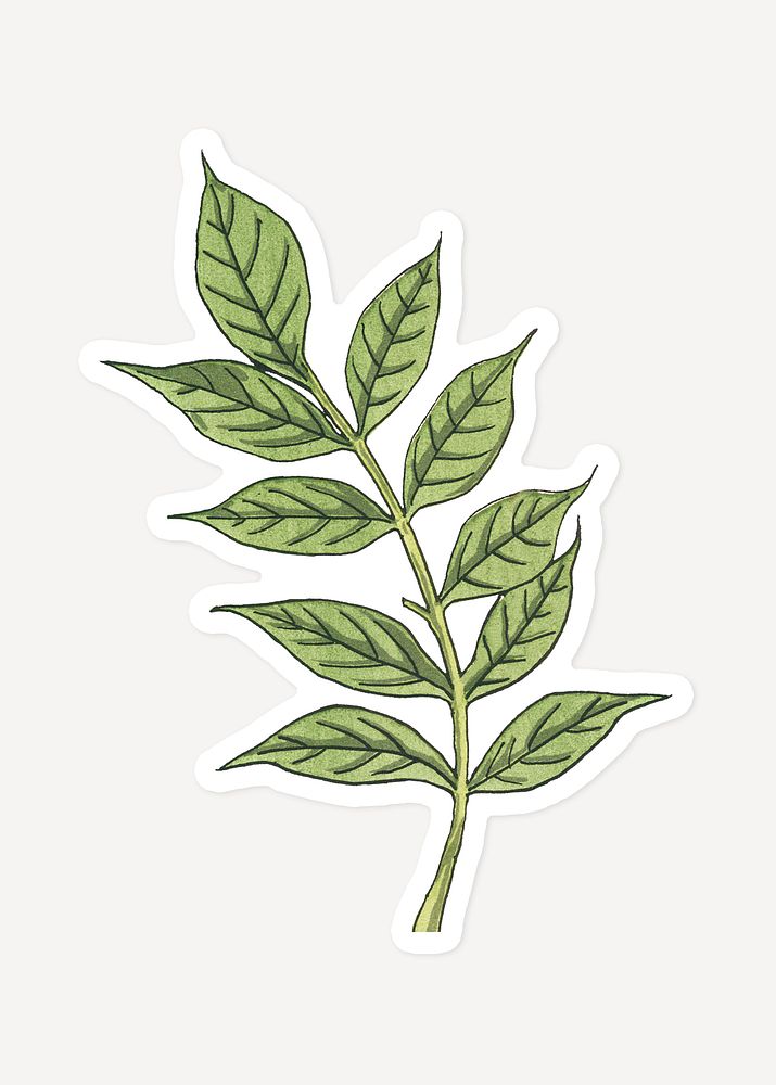 Vintage wisteria leaf design element