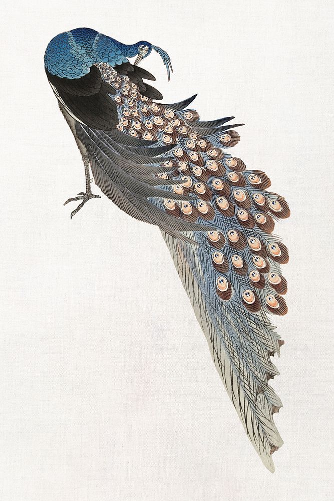 Peacock illustration from Ohara Koson's Two peacocks on tree branch, vintage Japanese artwork, remastered by rawpixel