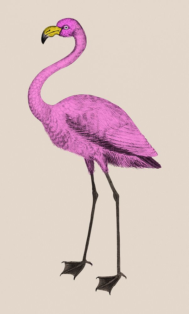 Vintage full length pink flamingo illustration