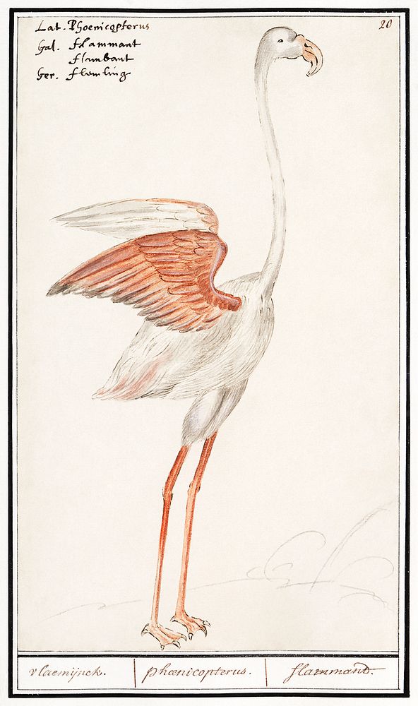 Common flamingo, Phoenicopterus roseus (1596&ndash;1610) by Anselmus Bo&euml;tius de Boodt. Original from the Rijksmuseum.…