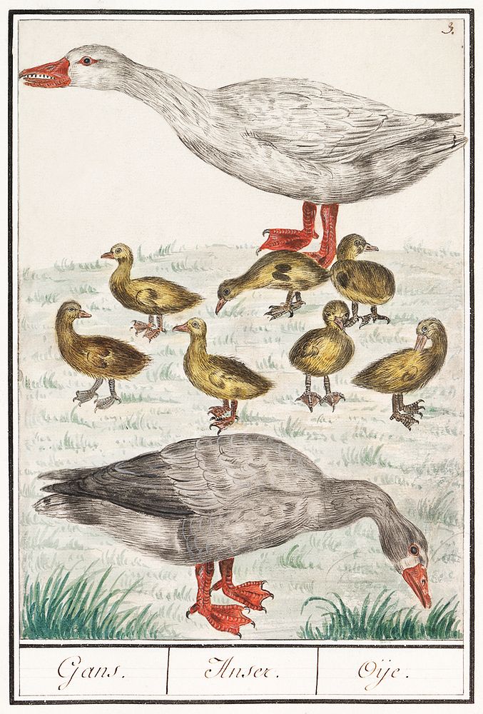 Farm goose or a house goose, Anser anser domesticus (1596–1610) by Anselmus Boëtius de Boodt. Original from the Rijksmuseum.…