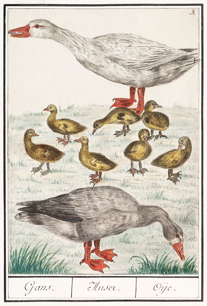 Farm goose or a house goose, Anser anser domesticus (1596&ndash;1610) by Anselmus Bo&euml;tius de Boodt. Original from the…