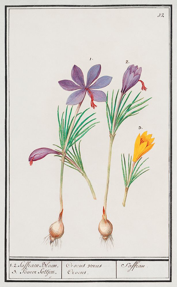 Saffron crocus, Crocus sativus and yellow crocus, Crocus (1596&ndash;1610) by Anselmus Bo&euml;tius de Boodt. Original from…