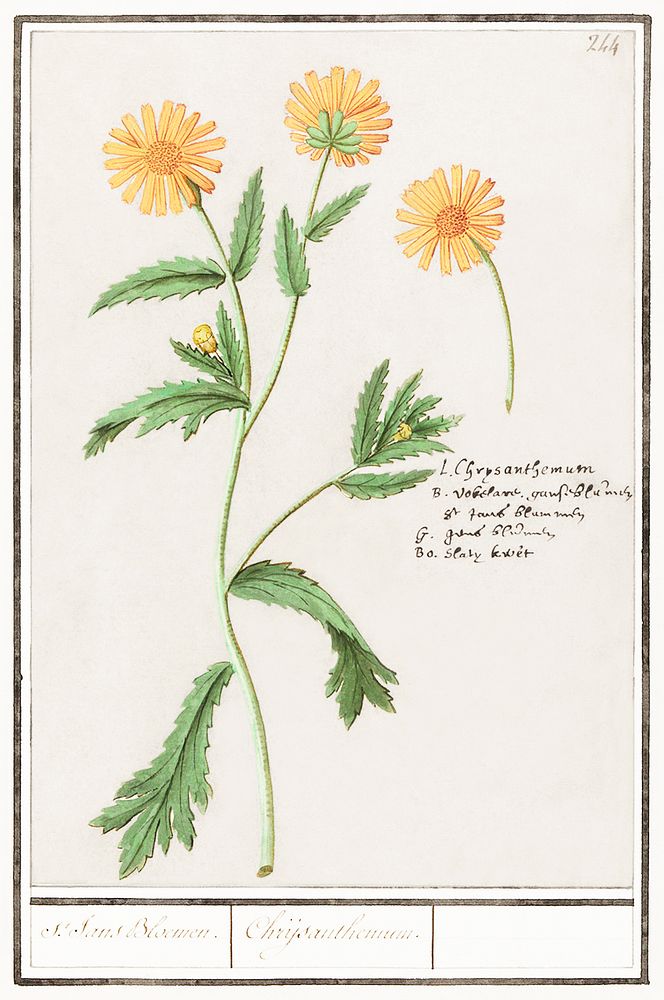 Chrysant, Chrysanthemum (1596&ndash;1610) by Anselmus Bo&euml;tius de Boodt. Original from the Rijksmuseum. Digitally…