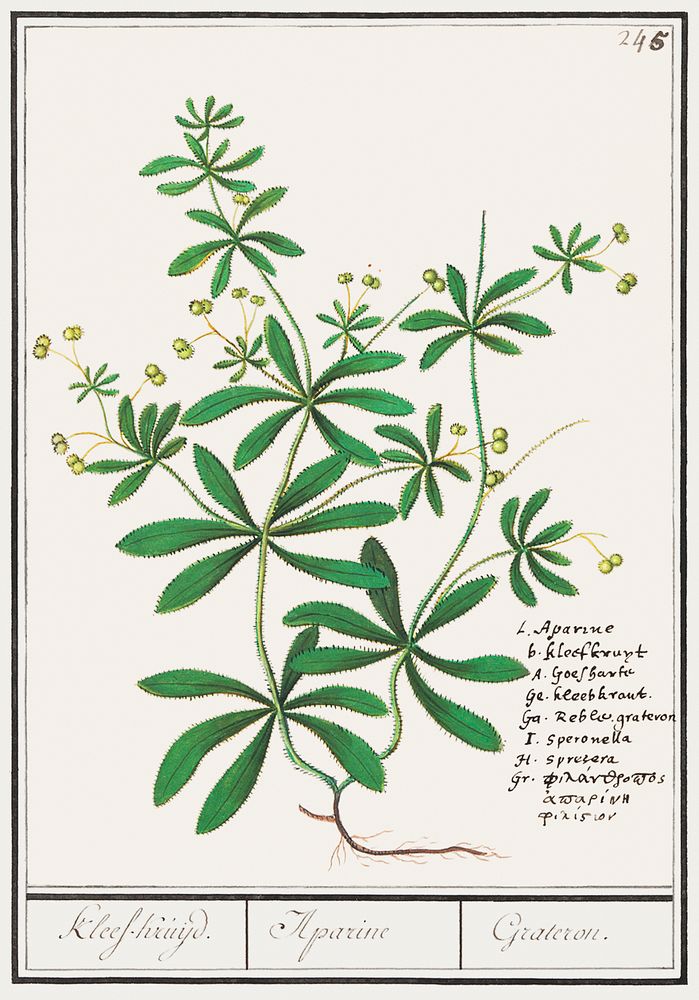 Cleavers, Galium aparine (1596&ndash;1610) by Anselmus Bo&euml;tius de Boodt. Original from the Rijksmuseum. Digitally…