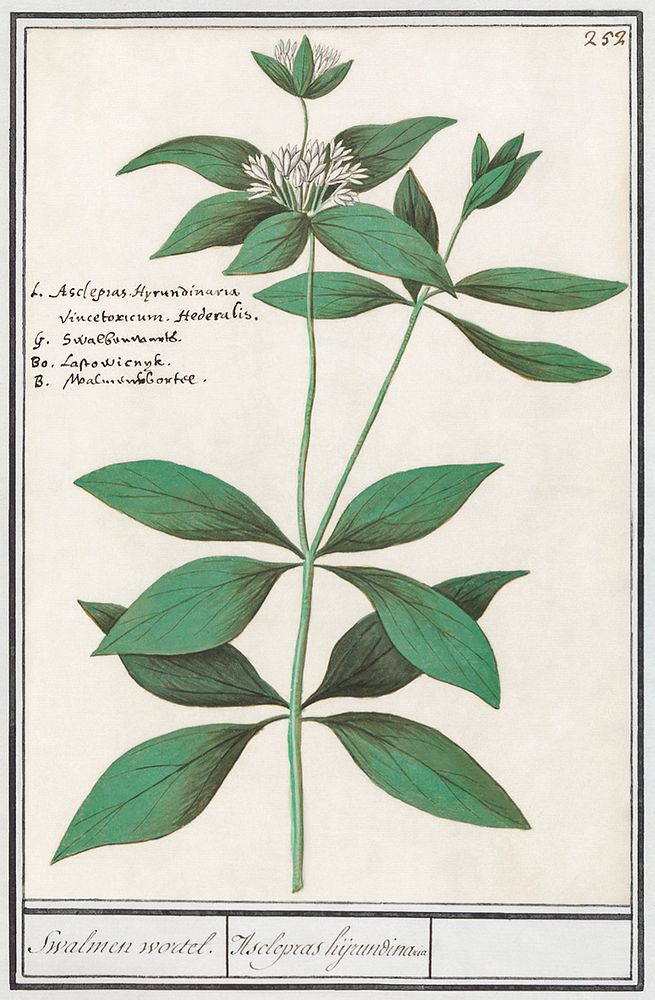 Silk plant, Asclepias syriaca (1596&ndash;1610) by Anselmus Bo&euml;tius de Boodt. Original from the Rijksmuseum. Digitally…