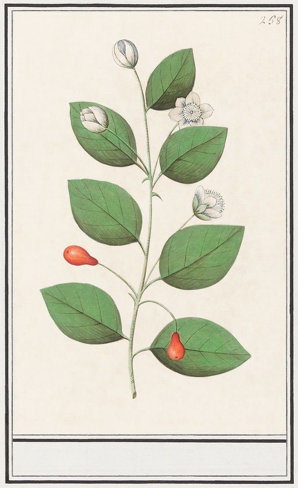 Myrtle family, Myrtaceae (1596&ndash;1610) by Anselmus Bo&euml;tius de Boodt. Original from the Rijksmuseum. Digitally…