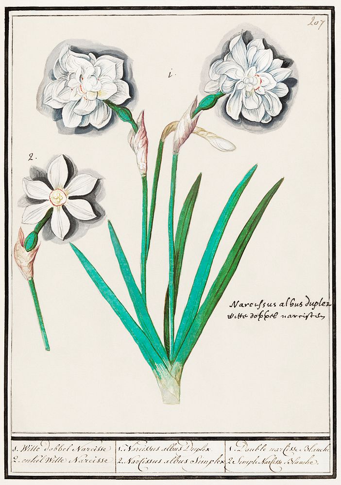 White daffodil, Narcissus (1596&ndash;1610) by Anselmus Bo&euml;tius de Boodt. Original from the Rijksmuseum. Digitally…