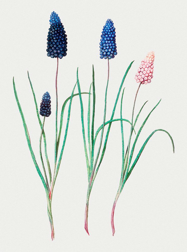 Vintage grape hyacinth flower illustration