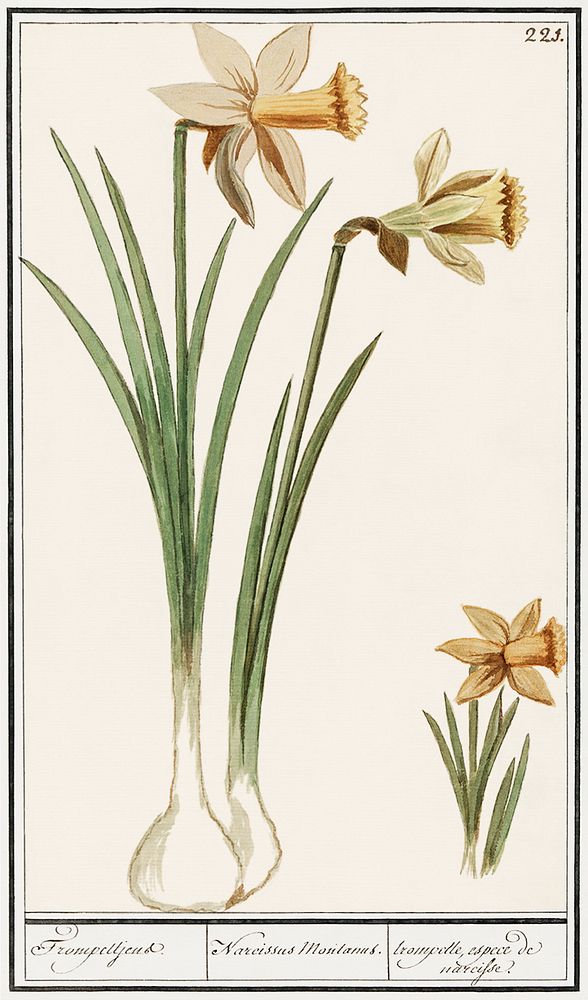 Wilde narcis, Narcissus pseudonarcissus (1596&ndash;1610) by Anselmus Bo&euml;tius de Boodt. Original from the Rijksmuseum.…