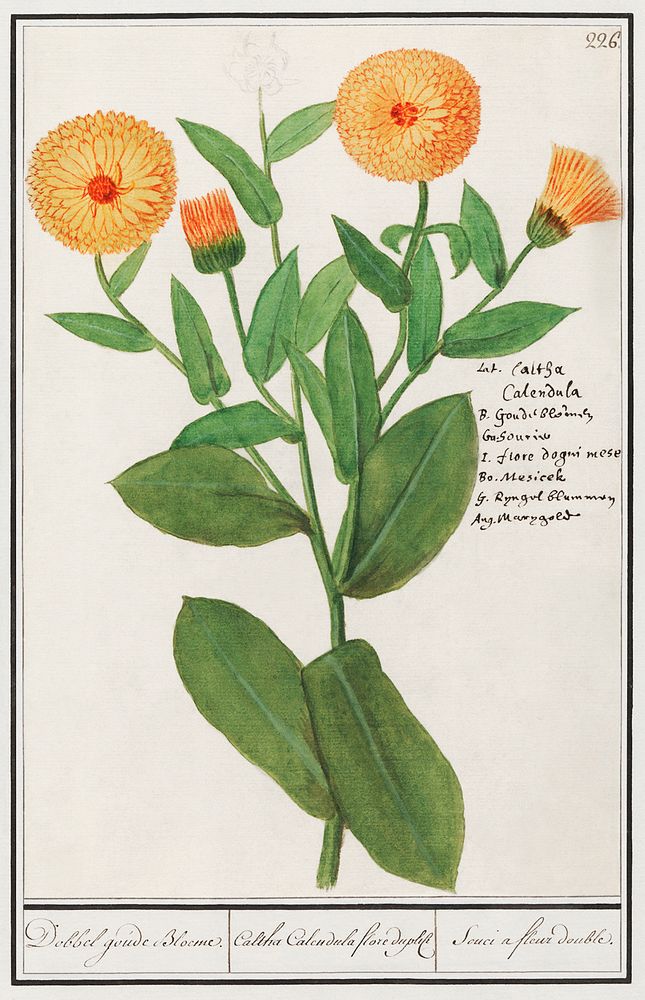 Marigold, Calendula officinalis (1596&ndash;1610) by Anselmus Bo&euml;tius de Boodt. Original from the Rijksmuseum.…
